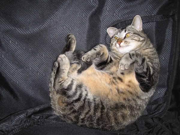 My cat is very odd.